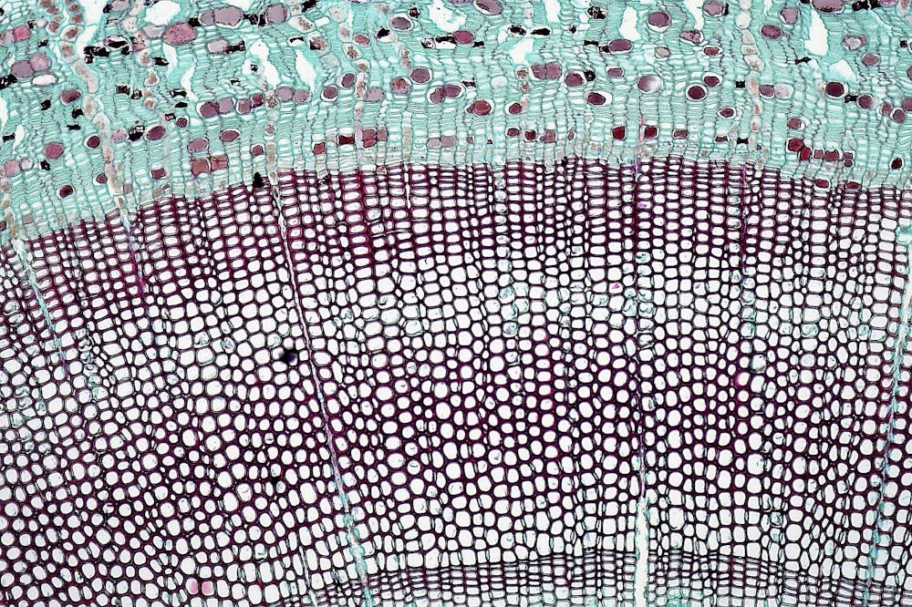 Biomaterials are back on the green investment agenda 