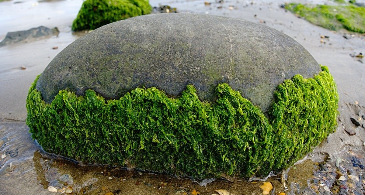 Piloto-Algae-Biofuel