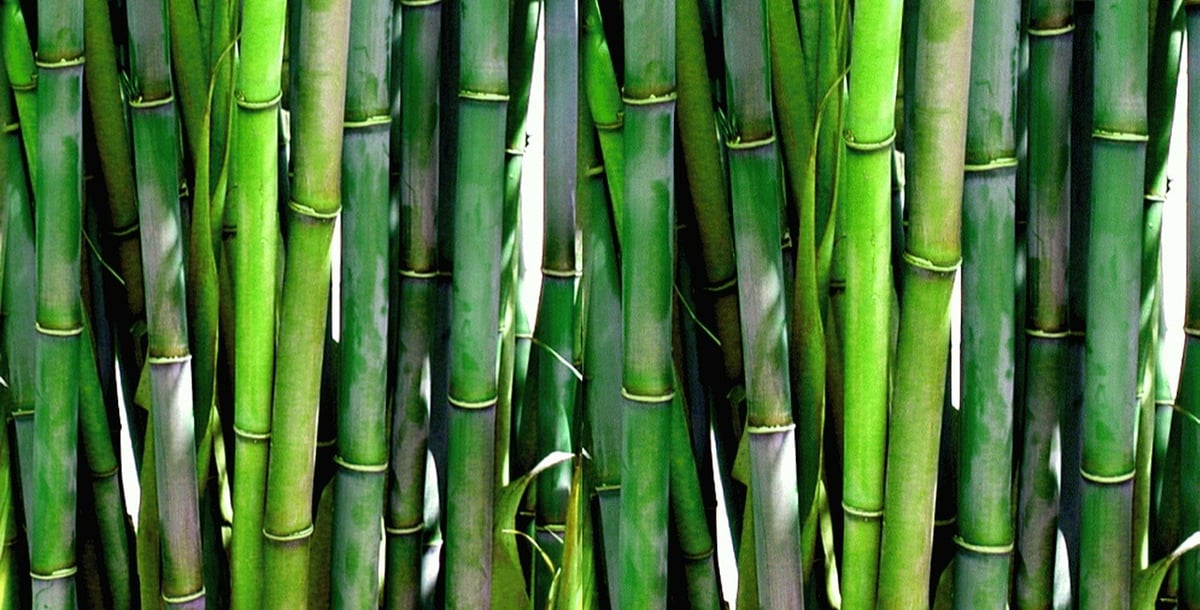 bamboo-20936_1280