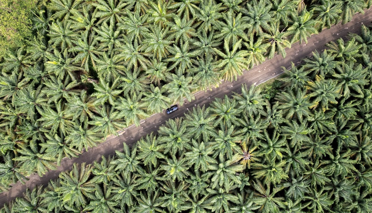 free-photo-of-a-car-betweeen-palms-from-above-1