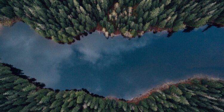 tree-tops-2021-04-05-01-10-11-utc-750x375